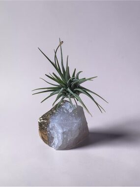 Air Plant on Rose Quartz Crystal with Gold Accent